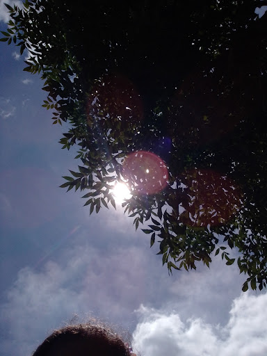 la floresta Park