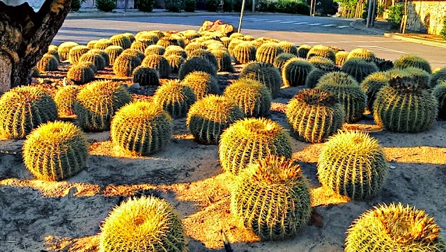 Jardí Botànic de Barcelona