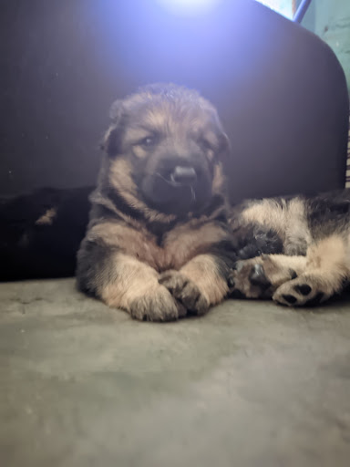 German shepherd puppies available for booking intrested person contact us as soon as possible post image