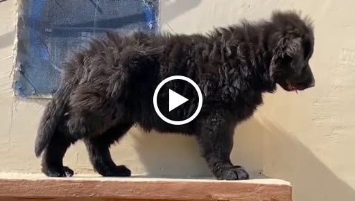 🐕 Top quality Z-black German shepherd puppy available in indore mp. post image