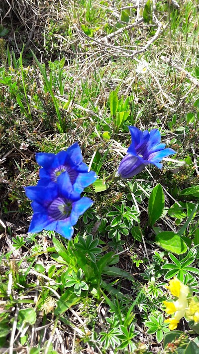 Photos of B&auml;rg&auml;llasattel