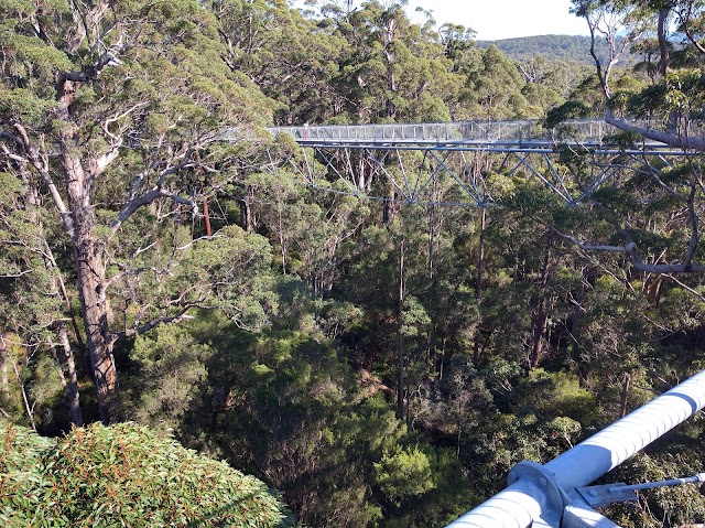 Valley of the Giants Tree Top Walk