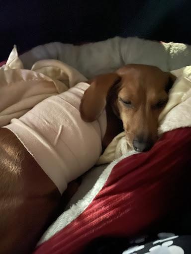 Lake Park Veterinary Clinic - Thumbnail