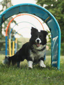 Ritas Hoopers Hundetraining Winkelhoek 9, 48268 Greven, Deutschland
