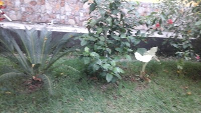Photos of Santa Cruz Mulu&aacute; Park