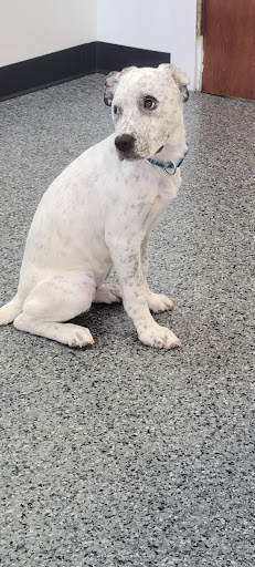 Chickamauga Veterinary Clinic - Thumbnail