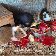 La ferme de Boucle d'Or à Jonquières-Saint-Vincent