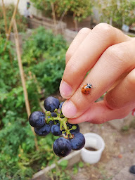 Photo n°8 de École Notre-Dame à Les Lilas (École privée)