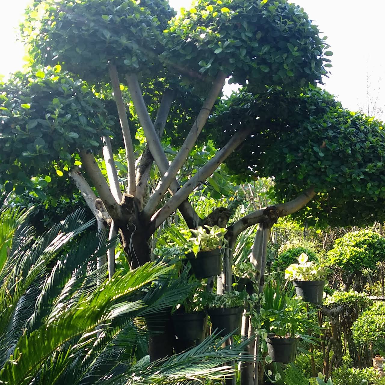 Pesona Flora Kios Tanaman Hias