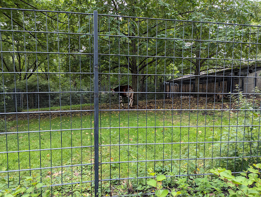 Zebras, Antilopen - Thumbnail