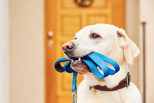 MyDogBlog