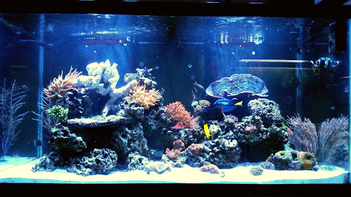 Current Pets - Visual