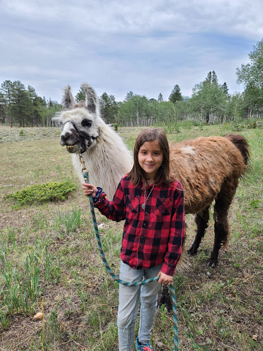 Spruce Ridge Llamas Gallery - United States