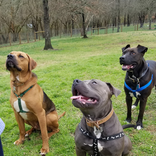 Madison Animal Hospital - Thumbnail