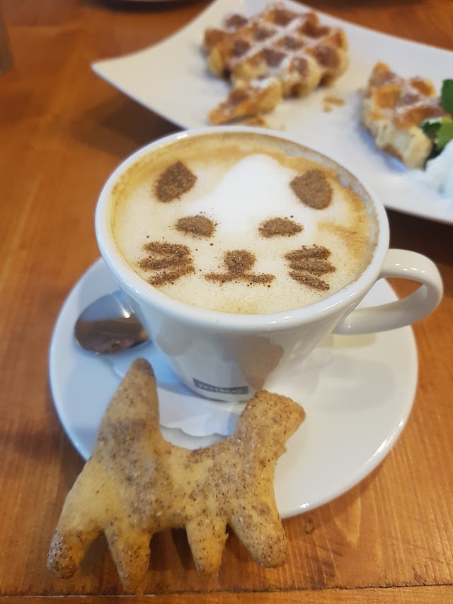 Cat Cafe
