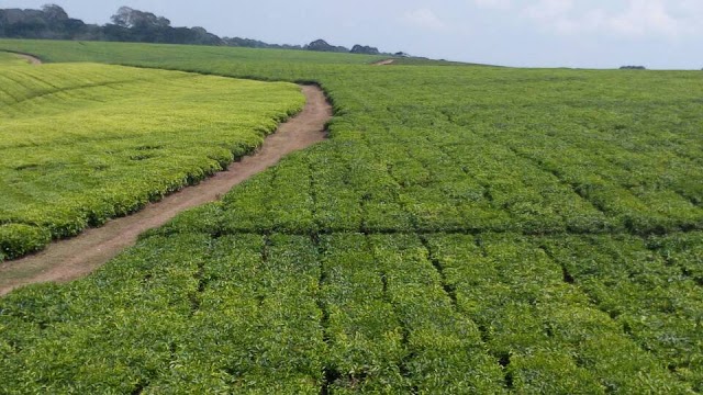 Bushenyi