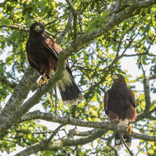 North Devon Falconry - Visual