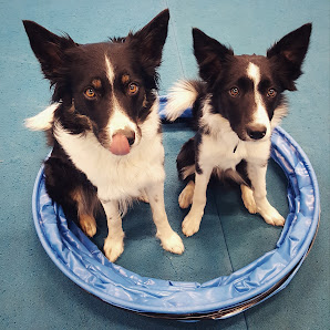 Hej Hund! Björkhagsplan 9, 121 53 Johanneshov, Sverige