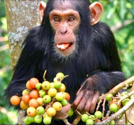 Photo n°10 de La Tonnelle 13010 à Marseille (Pizzeria)