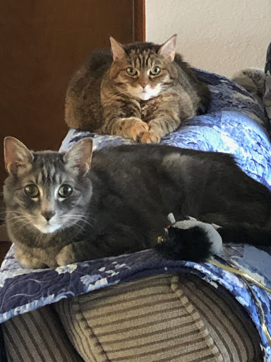 Redwood Veterinary Hospital - Thumbnail