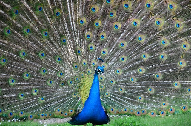 Zoo Santo Inácio