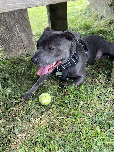 Off Lead Sleaford - Visual