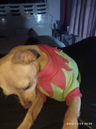 Veterinaria Bengy - Thumbnail