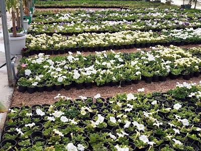 Photos of Nursery sponsor