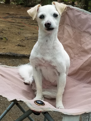 Shangri-La Kennels - Thumbnail