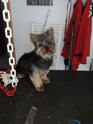 Photo n°21 de Styl Dog à Le Neubourg (Toiletteur)