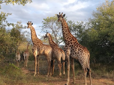 Photos of Lionspruit Game Reserve