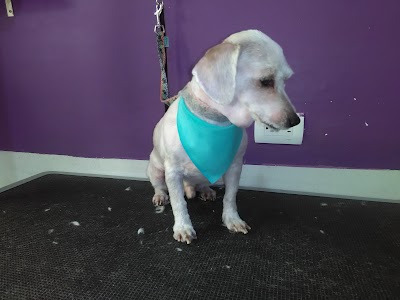 Photos of Sarahi Veterinaria