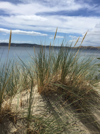 Long Beach Forest Gallery - Australia