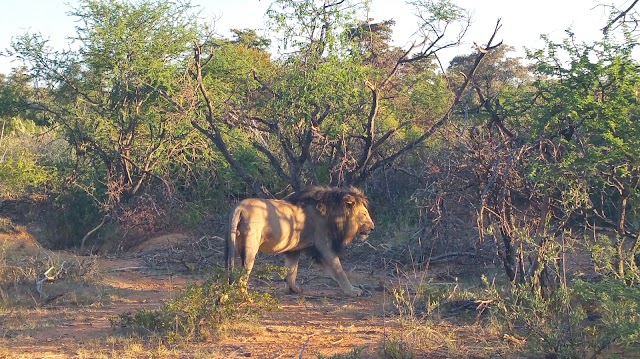 Marataba Safari Lodge