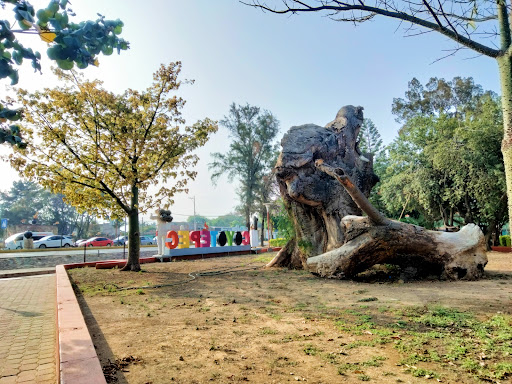 Árbol Ceiba o Pochote - Thumbnail