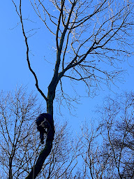 Photo n°12 de A élagueur Jimmy valois multi-service Élagage Abattage D’arbres Élagueur Grimpeur Arboriste à Noisy-sur-Oise (Service d'élagage)