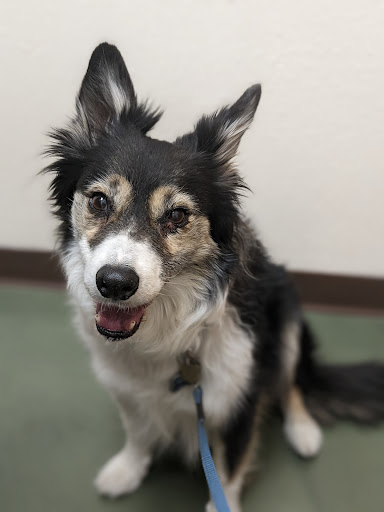 Artesia Animal Clinic - Thumbnail