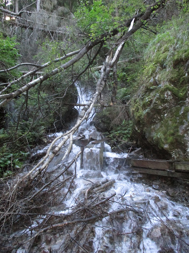 Bergwaal - Thumbnail