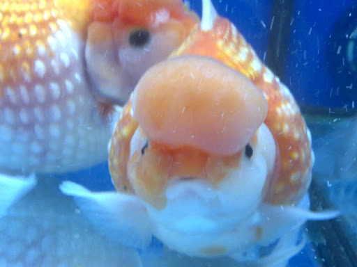 Pet 1 - Thumbnail