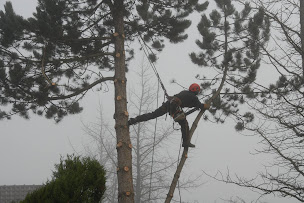 Photo n°7 de ArboretHomme // élagage abattage d'arbres à Sermaise (Service d'élagage)