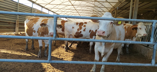 Azienda Agricola Pucillo - Thumbnail