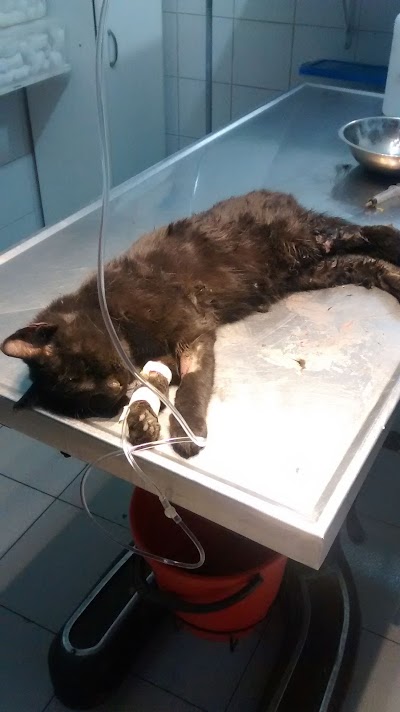 Photos of Veterinary Lo Bello-Puebla