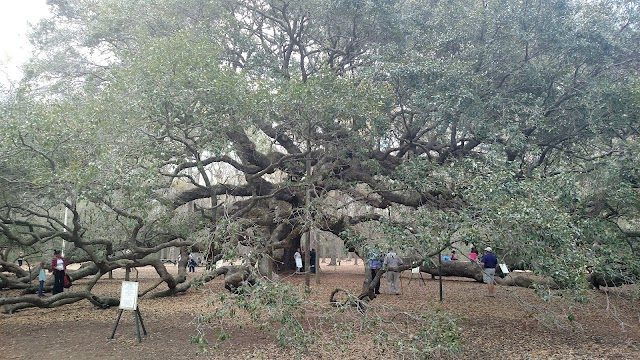 Angel Oak Tree