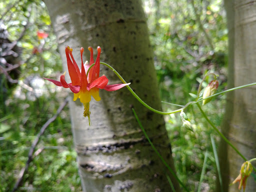 Lye Creek Campground - Thumbnail