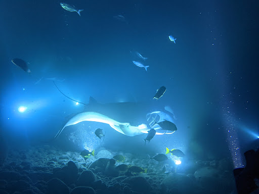 Garden Eel Cove / Manta Ray Heaven - Thumbnail