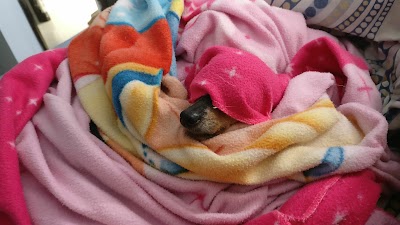 Photos of Pet Store