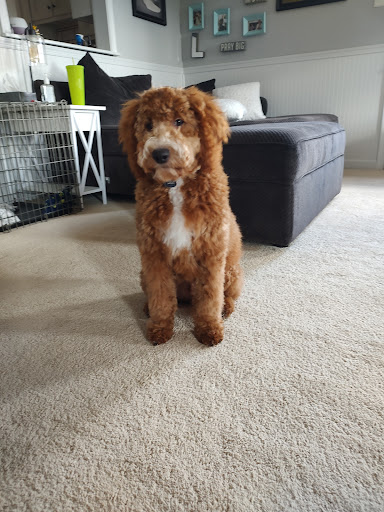 Plush Puppy - Thumbnail