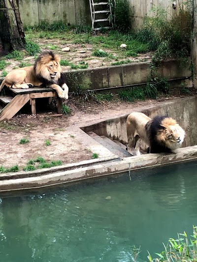 Great Cats Exhibit/Lion and Tiger Hill