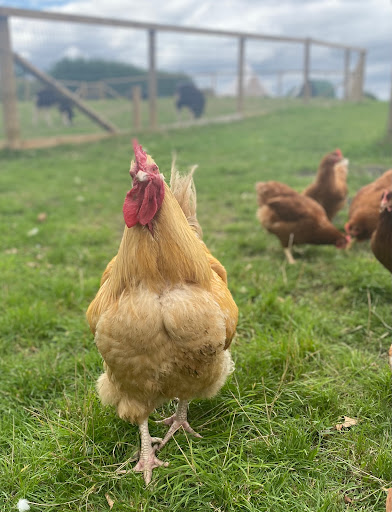 Gemma's Farm - Thumbnail