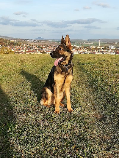Photos of MVDr. Petr Sold&aacute;tek